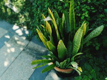 High angle view of succulent plant on footpath