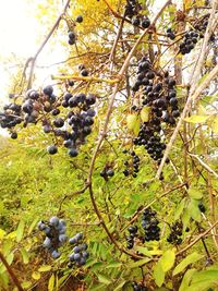 Close-up of grapes growing in vineyard