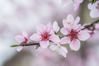 Close-up of pink cherry blossoms