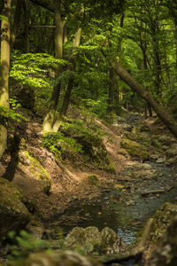 Stream amidst trees in forest