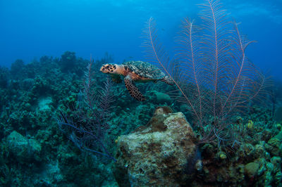 Turtle swimming in sea over coral