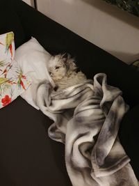 View of a dog resting on bed