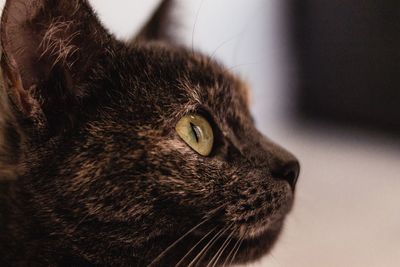Close-up of a cat looking away
