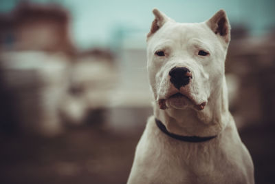 Close-up portrait of a dog