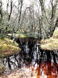 Reflection of trees in lake