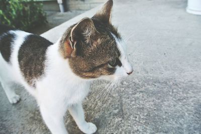 High angle view of cat
