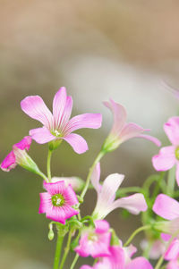 Close-up of pink flowering plant