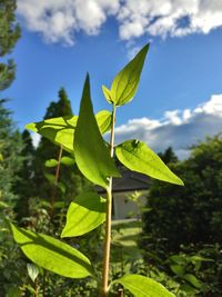 Close-up of fresh green plant against sky