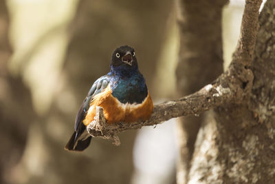 Close-up of bird perching on branch