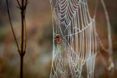 Close-up of spider web