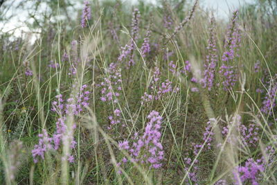 High angle view of wildflowers growing on field