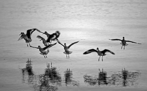 Birds flying over lake