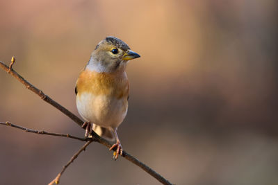 Close-up of bird perching on twig