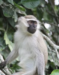 Meercat in uganda