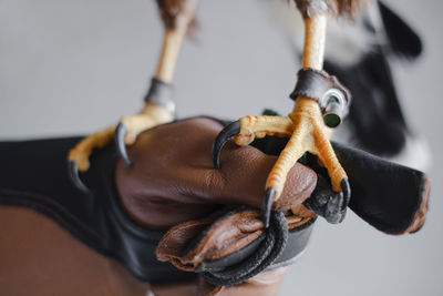 Paws and claws of a wild buzzard bird on mittens close up. eagle bird legs on human hand. the tamer