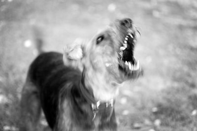 Close-up of dog on field