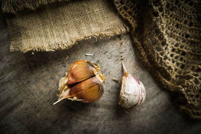 High angle view of shell