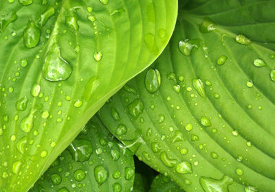 Close-up of raindrops on leaves