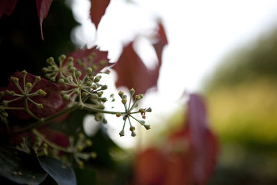 Close-up of flowers growing on branch