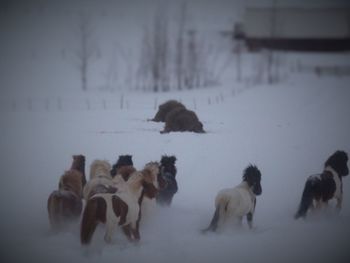 Flock of sheep in snow