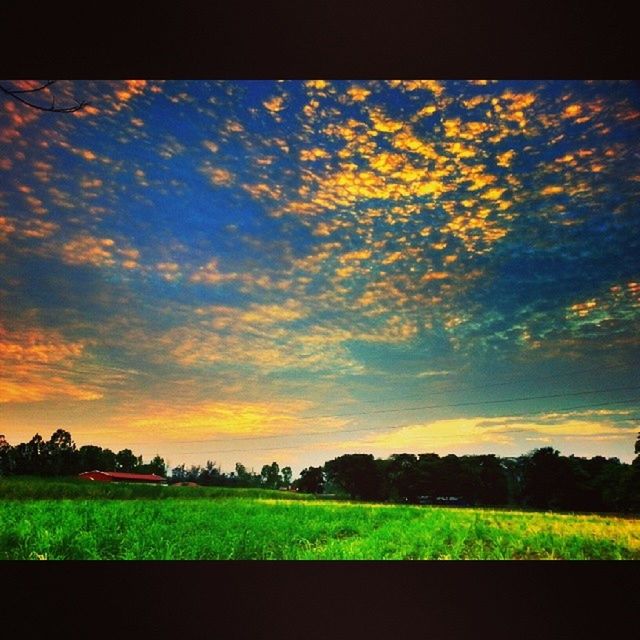 sky, field, grass, sunset, landscape, cloud - sky, tranquil scene, tranquility, beauty in nature, scenics, tree, nature, rural scene, cloud, grassy, growth, building exterior, cloudy, built structure, green color
