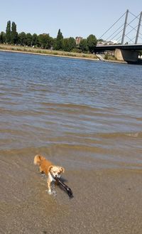 View of dog on beach