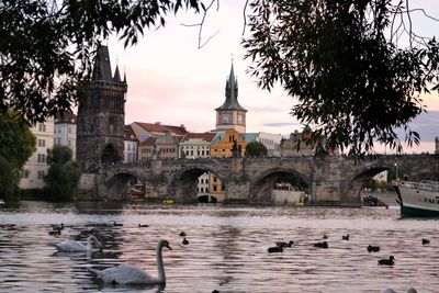 Swans swimming in lake against sky