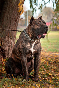 Dog dogo canario sitting on field