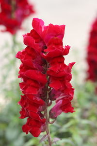 Close-up of red rose