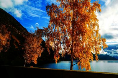 Trees at sunset