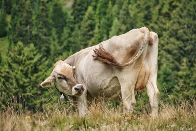 Cow standing on field