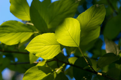 Close-up of yellow leaves