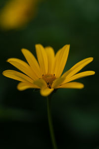 Close-up of yellow flower