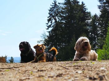 Two dogs on street against sky