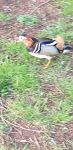 Side view of a bird flying