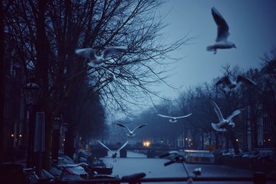 Birds flying over snow covered trees