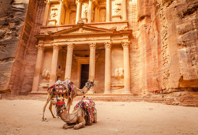 View of camels in petra jordan 