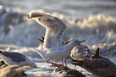 Seagulls perching on a rock