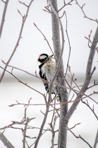 Low angle view of bird perching on branch