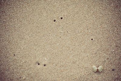 High angle view of shells on sand
