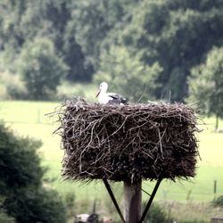 Close-up of bird on nest