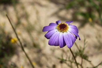 Close-up of purple flower