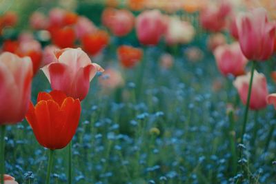 Close-up of red tulips blooming in field