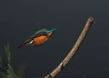 Low angle view of bird perching on branch