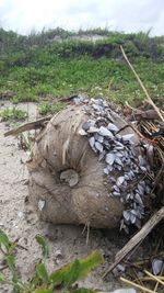 Close-up of logs on field in forest