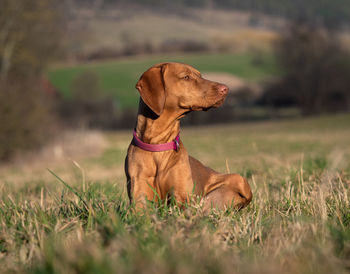 Dog running on field