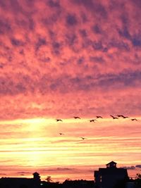 Silhouette of birds flying against sunset sky