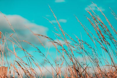 Low angle view of stalks against blue sky