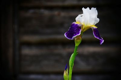 Close-up of wet purple flowering plant
