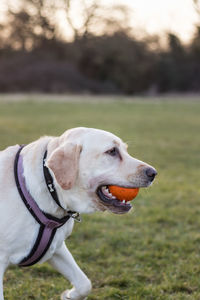 Close-up of dog carrying ball in mouth while walking on grassy field